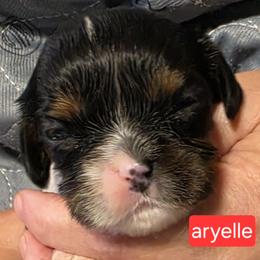 Aryelle - Tri-color female Cavalier King Charles Spaniel puppy in Wahiawa, Hawaii from Kakazu King Charles Cavaliers