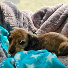 Green - Brindle male Dachshund puppy in Colony, Kansas from Randal'sDachshunds