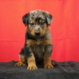 Pink - Harlequin female Beauceron puppy in Batavia, New York from Oakland Beaucerons