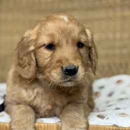 Mr Black - Golden male Golden Retriever puppy in Tonasket, Washington from Denzil’s Goldens