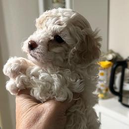 Chester - Parti male Poodle puppy in Mineral Wells, Texas from S.H.A.R.P.’s Toy Poodles