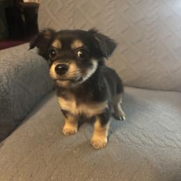 Jewel - Black and tan female Chihuahua puppy in Scranton, South Carolina from The Magnolia Pawlor, LLC