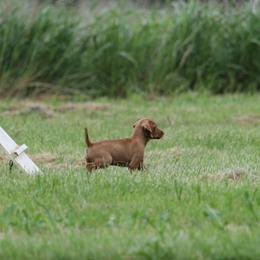 Boy 1 - Golden rust male Vizsla puppy in Albany, Texas from Big Country Kennels