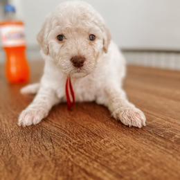 Goldendoodle Puppies from Glamorous Golden Doodles