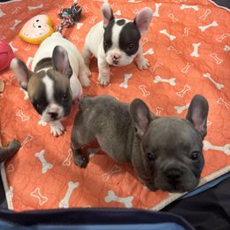 French Bulldog Puppies from Rockstar Kennel