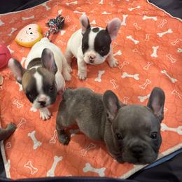 French Bulldog Puppies from Rockstar Kennel