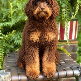 Maggie - Bernedoodle