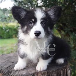 Felix (Tri Fluff) - Black and tan male Pembroke Welsh Corgi puppy in Straughn, Alabama from Magnolia Creek Corgis
