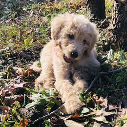Goldendoodle Puppies from Dapper Doodles of Tennessee
