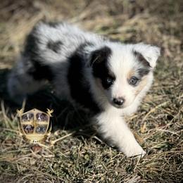 Scarecrow - male Toy Australian Shepherd puppy in El Dorado Springs, Missouri from HP Aussie Kennels