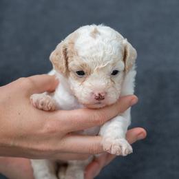 Betsie - Parti female Goldendoodle puppy in `Richmond, Virginia from OikiaDoodle