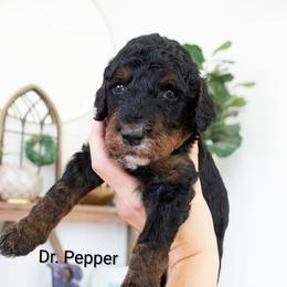Dr. Pepper - Phantom male Poodle puppy in Mesa, Arizona from Desert Doodles