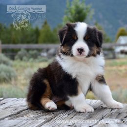 BTF-1 - Black tri female Miniature American Shepherd puppy in Baker City, Oregon from Back Country Aussies
