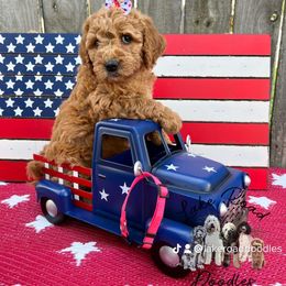 Goldendoodle Puppies from Lake Road Doodles