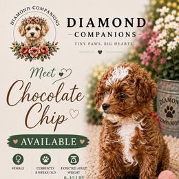 Chocolate Chip - Red female Cavapoo puppy in South Jordan, Utah from Diamond Companions