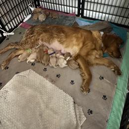 Roscoe - blue collar - Dark golden male Golden Retriever puppy in Indianapolis, Indiana from ZuGolden Retrievers & Doodles