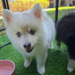 Olive - Merle female Pomsky puppy in La/Oc, California from SoCal Pomskies LLC