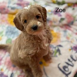 Zoe - Apricot female Australian Labradoodle puppy in Londonderry, New Hampshire from Granite State Labradoodles