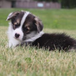 Pembroke Welsh Corgi puppies from Vom Musselman German Shepherds and Forte Pembroke Welsh Corgis
