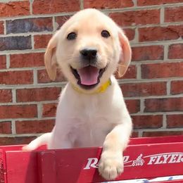 Labrador Retrievers from Kailani Labradors