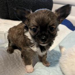 Janie - Chocolate sabled fawn female Chihuahua puppy in Coweta, Oklahoma from Green Country Chihuahuas