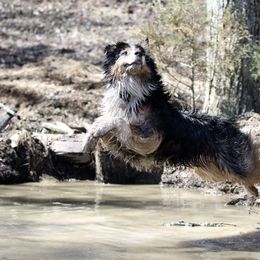Australian Shepherd All Grown Up from Starbound Aussies