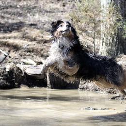 Australian Shepherd All Grown Up from Starbound Aussies