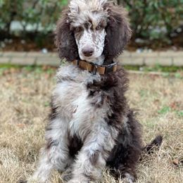 Goldendoodles and Poodles from Bama Bred Doodles