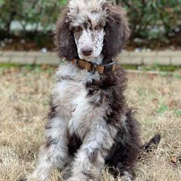 Goldendoodles and Poodles from Bama Bred Doodles