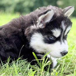 Rose - Black and white female Siberian Husky puppy in Sherwood, Oregon from Whiskey River Siberians