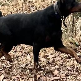 Linx Ivey - Doberman Pinscher