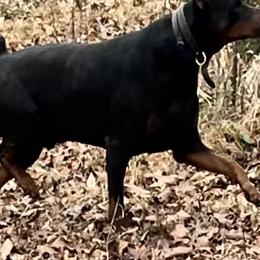 Linx Ivey - Doberman Pinscher