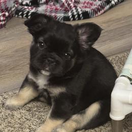 Delilah - Black and tan female French Bulldog puppy in Shakopee, Minnesota from Fishie's Frenchies