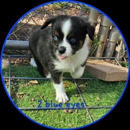 Sammy - Black tri male Toy Australian Shepherd puppy in Snowflake, Arizona from Halfpint Aussies