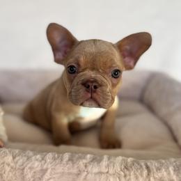 Boy 1 - Cream male French Bulldog puppy in Walnut, California from Flores Frenchies