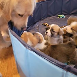 Pembroke Welsh Corgi Puppies from Joyce's Pembroke Welsh Corgis