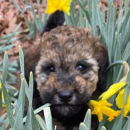 Cavapoos and Poodles from Hickory Doodle Farm