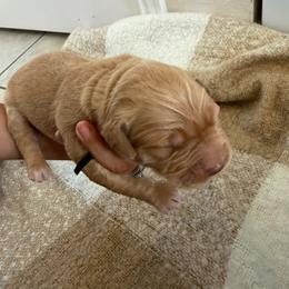 Howard - Golden male Golden Retriever puppy in Spur, Texas from Adams Puppies