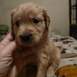 Girl 1 - Golden female Golden Retriever puppy in Lawtey, Florida from Rise and Shine Goldens