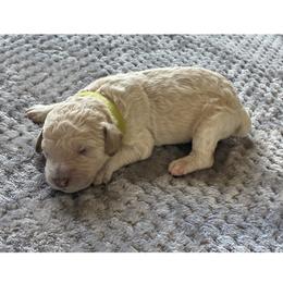 G2- lt Green - Cream female Goldendoodle puppy in Ankeny, Iowa from Iowadoodles2love
