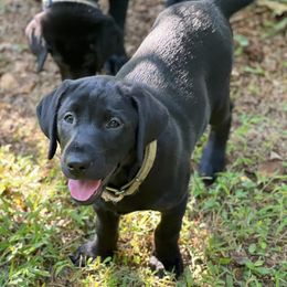 Labrador Retrievers from Serenity Labs