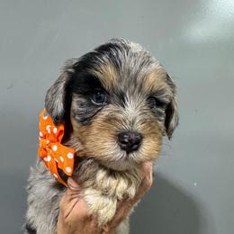 Orange - Blue merle male Bernedoodle puppy in Petersburg, Michigan from Brittany’s Mini Bernedoodles