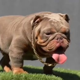 Venmo - Bulldog