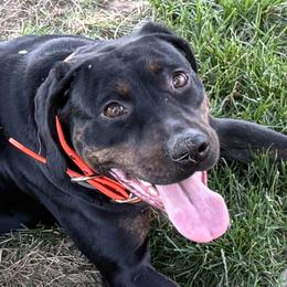 Nyx - Catahoula Leopard Dog