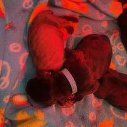 Boerboel Puppies from Sterling Built Boerboels