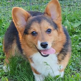 Morgan - Black and tan male American Corgi puppy in Dunbar, Nebraska from Nightstreak Corgis