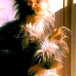 Companion Crosses, Miniature Schnauzers, and Yorkshire Terriers from MomaWolf Puppies
