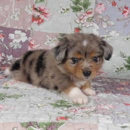 Boy 2 - male Toy Australian Shepherd puppy in Okeana, Ohio from Fetching Toy Aussies