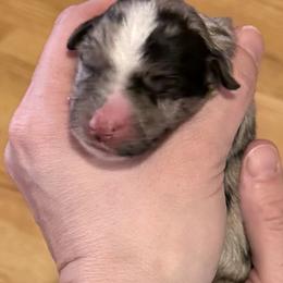 Winter - Blue merle female Miniature Australian Shepherd puppy in Romney, West Virginia from South Branch Mini Aussies