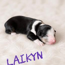 Laikyn - Blue merle female Toy Australian Shepherd puppy in Sanger, California from Flying M Cactus Ranch Buddies